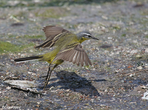 Wagtail Bird of Israel 'Flights of Fancy' Yellow coffee Mug