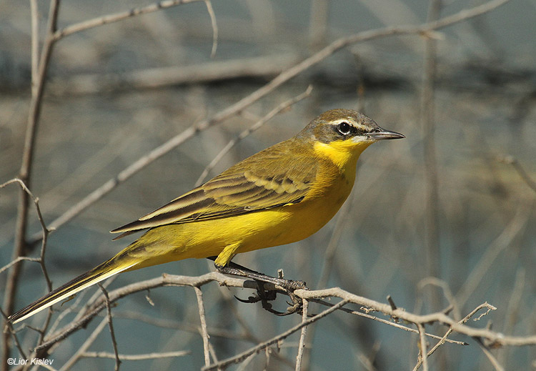 Wagtail Bird of Israel 'Flights of Fancy' Yellow coffee Mug