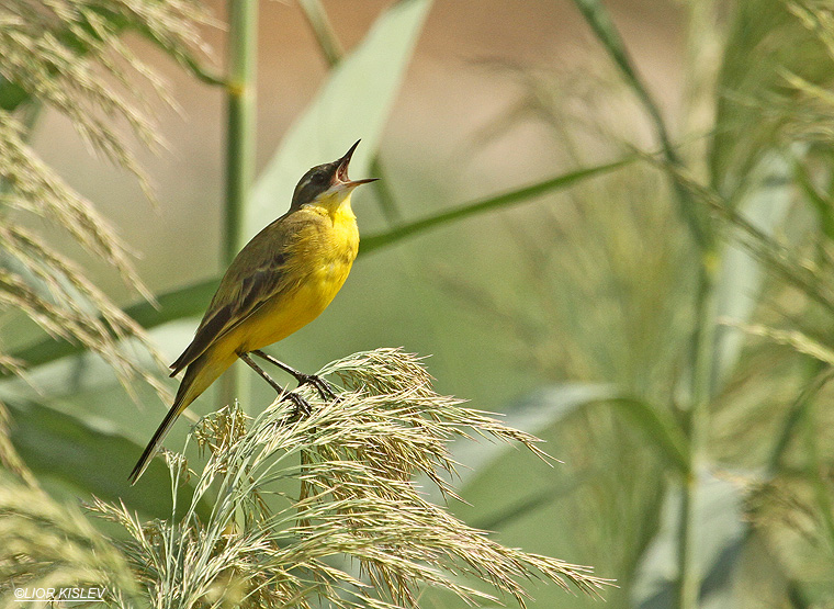 http://www.tatzpit.com/data/Images/yellow%20wagtail%20copy_1.jpg