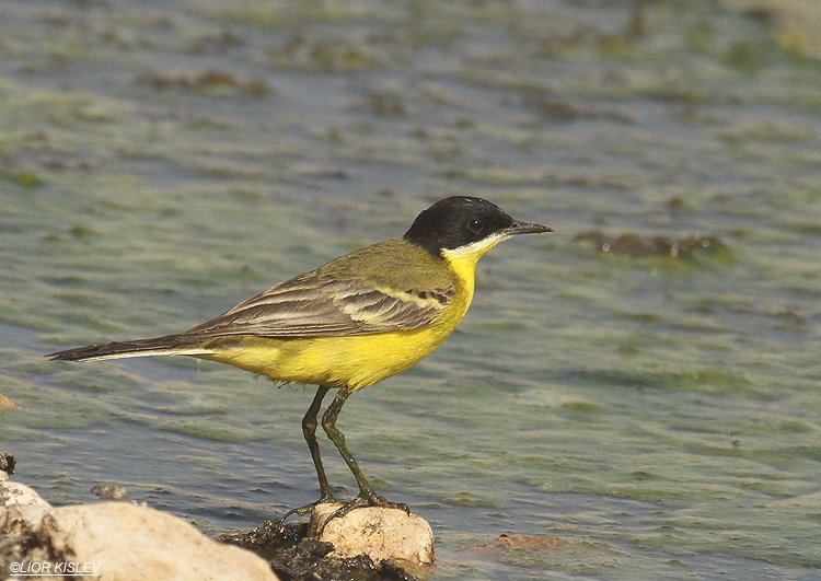 Wagtail Bird of Israel 'Flights of Fancy' Yellow coffee Mug