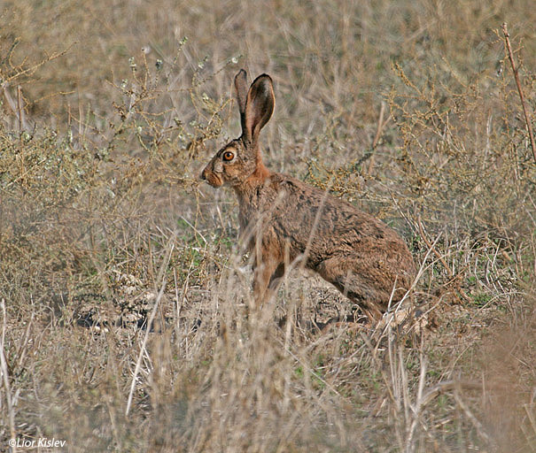 الأرنب ذو القلنسوة Cape hare %20ארנבת%20copy